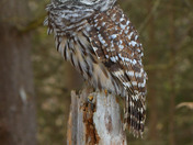Barred Owl