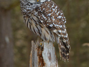 Barred Owl