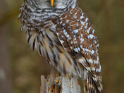 Barred Owl