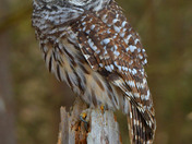 Barred Owl