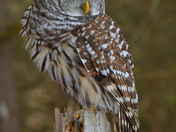 Barred Owl