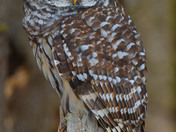 Barred Owl