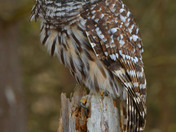 Barred Owl