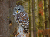 Barred Owl