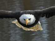 American Bald Eagle