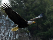 American Bald Eagle