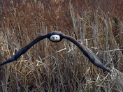 American Bald Eagle