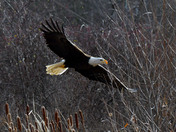 American Bald Eagle