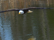 American Bald Eagle