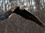 American Bald Eagle