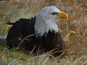 American Bald Eagle