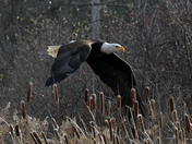 American Bald Eagle