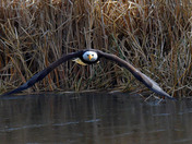 American Bald Eagle