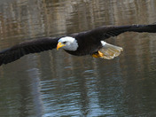 American Bald Eagle