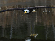 American Bald Eagle