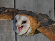 Barn Owl