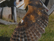 Barn Owl
