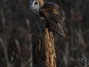 Barn Owl