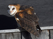 Barn Owl