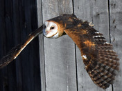 Barn Owl