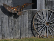 Barn Owl
