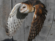 Barn Owl