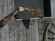 Barn Owl