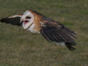 Barn Owl