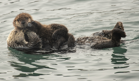 Morro Bay