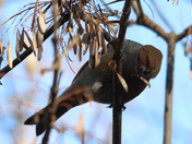 Pine  Grose beak 