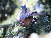 Pine  Grose beak 