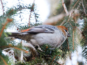 Pine  Grose beak 
