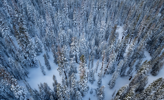 Inyo National Forest