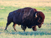 Rocky Mountain Arsenal National Wildlife Refuge