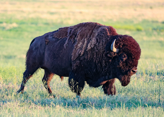 Rocky Mountain Arsenal National Wildlife Refuge