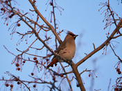 Bohemian Waxwing