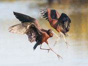 Canaveral National Seashore