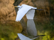 Shiawassee National Wildlife Refuge