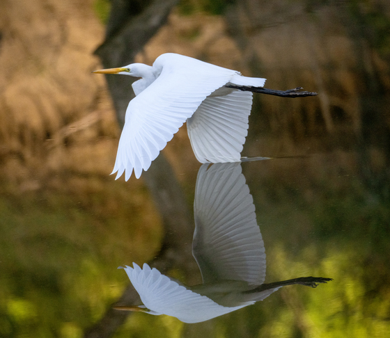 Shiawassee National Wildlife Refuge