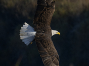 Shiawassee National Wildlife Refuge