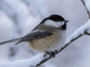 Chickadee on a snowy day