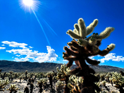Joshua Tree National Park