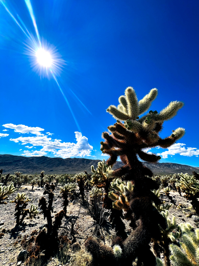 Joshua Tree National Park