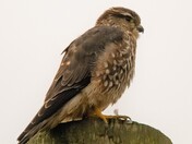 Merlin