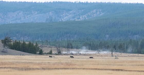 Yellowstone National Park