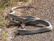 Aransas National Wildlife Refuge