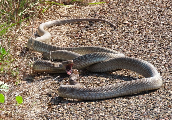 Aransas National Wildlife Refuge