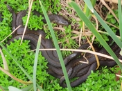 Aransas National Wildlife Refuge