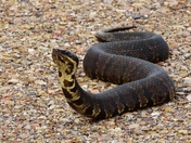 Aransas National Wildlife Refuge