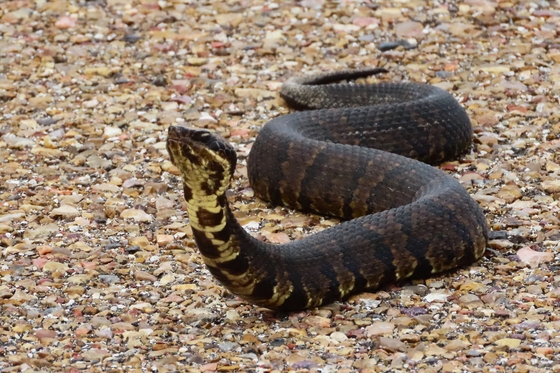Aransas National Wildlife Refuge